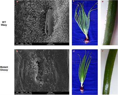 A glossy mutant in onion (Allium cepa L.) shows decreased expression of wax biosynthesis genes